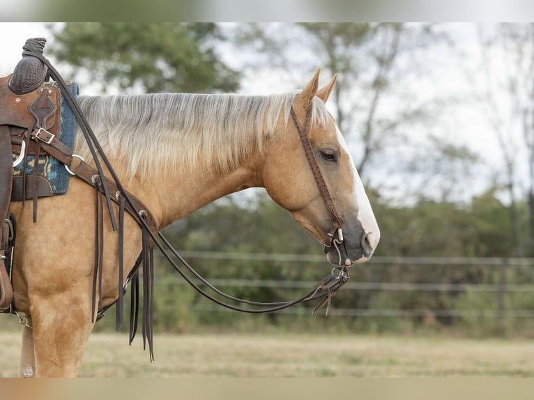 American Quarter Horse Wallach 5 Jahre 150 cm Palomino in River Falls, WI