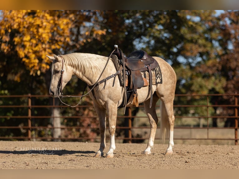 American Quarter Horse Wallach 5 Jahre 150 cm Palomino in Lewistown