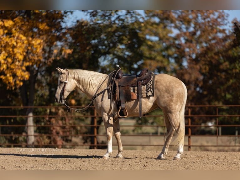 American Quarter Horse Wallach 5 Jahre 150 cm Palomino in Lewistown