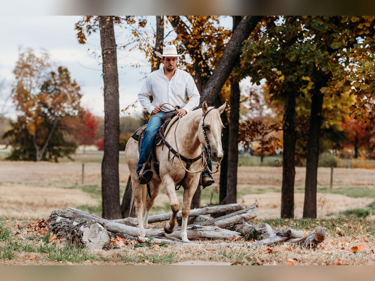 American Quarter Horse Wallach 5 Jahre 150 cm Palomino in Lewistown