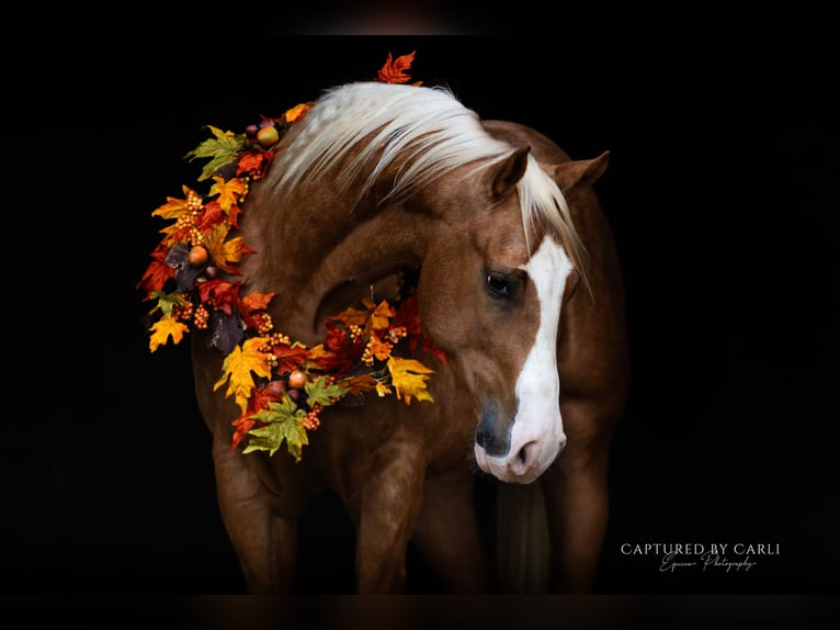 American Quarter Horse Wallach 5 Jahre 150 cm Palomino in Lewistown