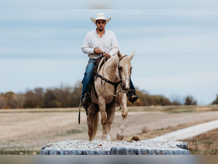 American Quarter Horse Wallach 5 Jahre 150 cm Palomino in Lewistown