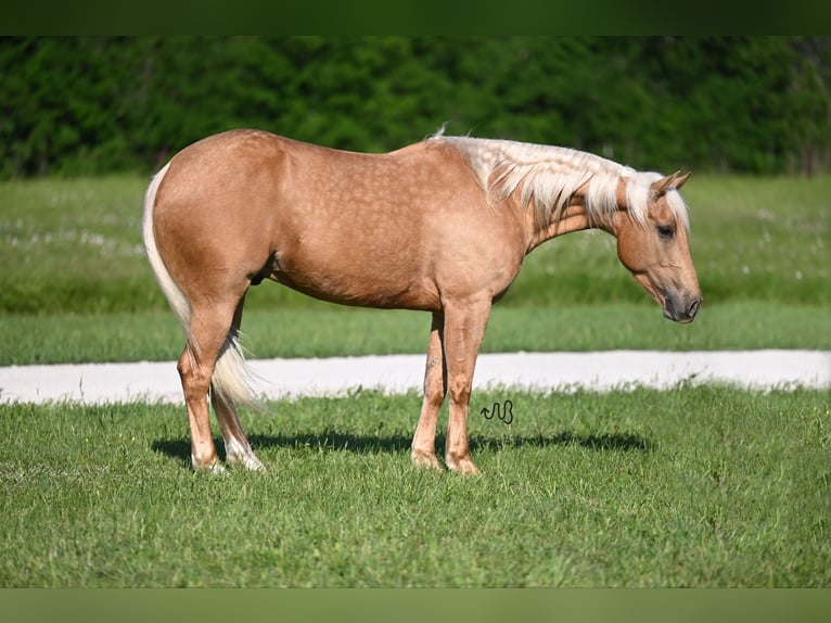American Quarter Horse Wallach 5 Jahre 150 cm Palomino in Waco