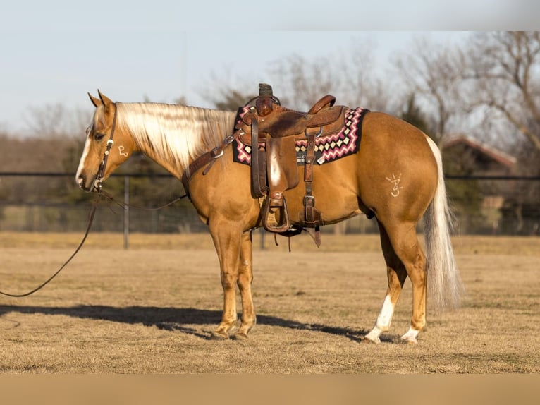 American Quarter Horse Wallach 5 Jahre 150 cm Palomino in Pilot Point