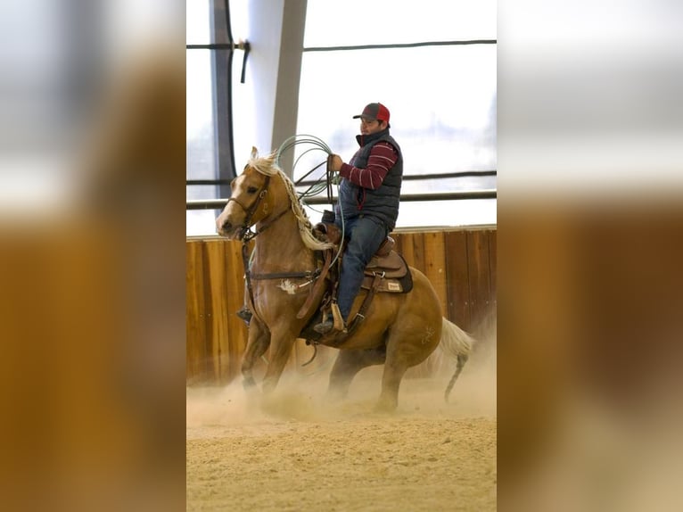 American Quarter Horse Wallach 5 Jahre 150 cm Palomino in Pilot Point