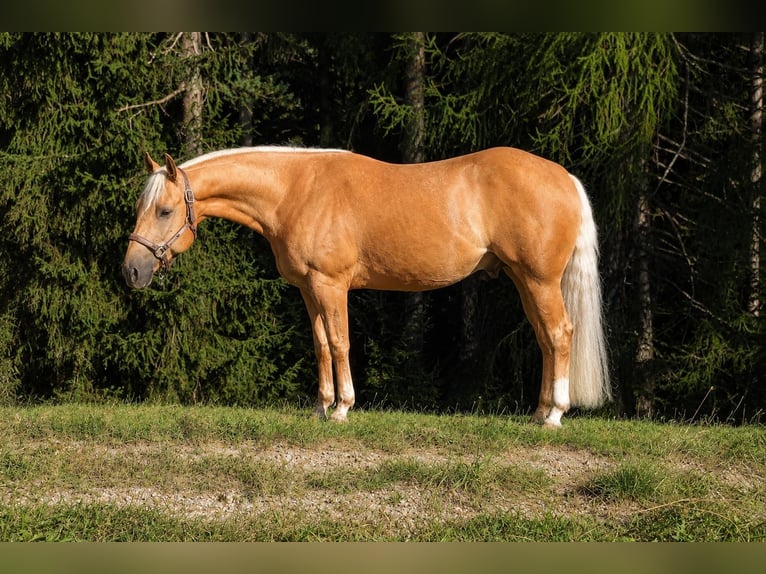American Quarter Horse Wallach 5 Jahre 150 cm Palomino in Steinegg