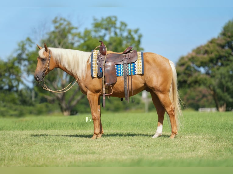 American Quarter Horse Wallach 5 Jahre 150 cm Palomino in Terrell