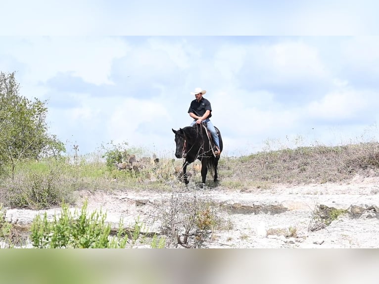 American Quarter Horse Wallach 5 Jahre 150 cm Rappe in Waco