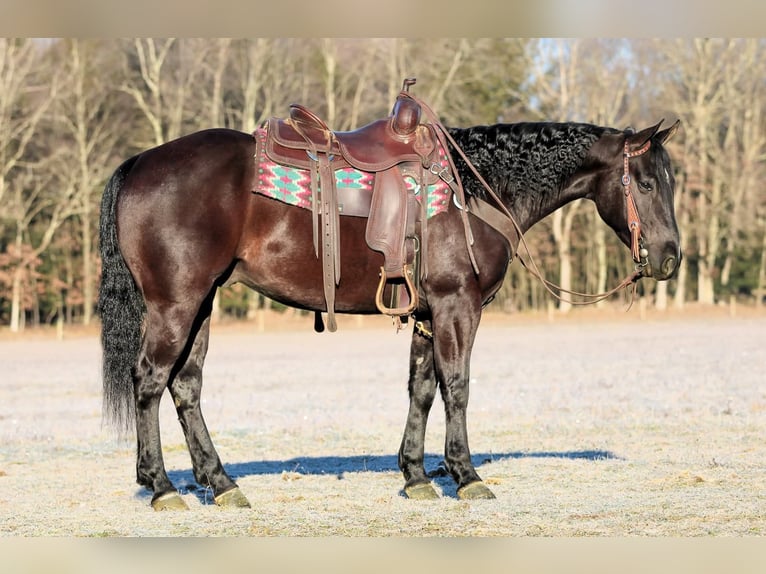 American Quarter Horse Wallach 5 Jahre 150 cm Rappe in Clarion