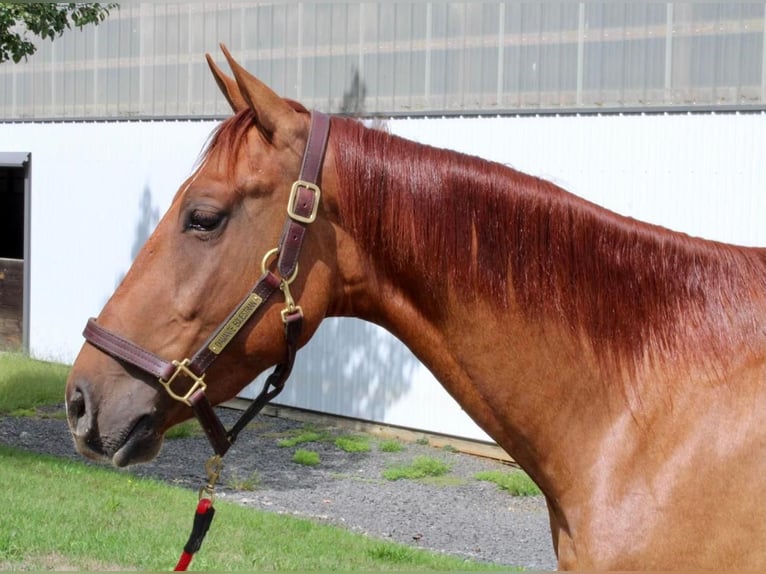 American Quarter Horse Wallach 5 Jahre 150 cm Red Dun in Allentown, NJ