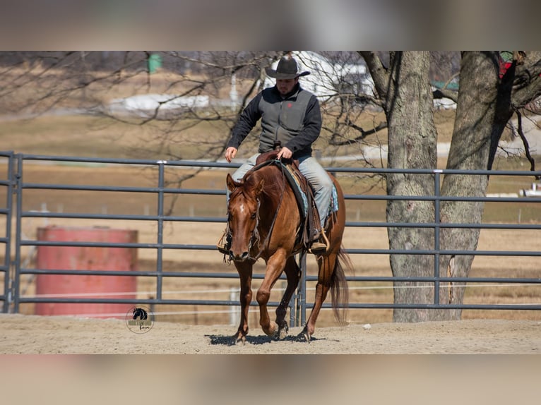 American Quarter Horse Wallach 5 Jahre 150 cm Red Dun in Fredericksburg