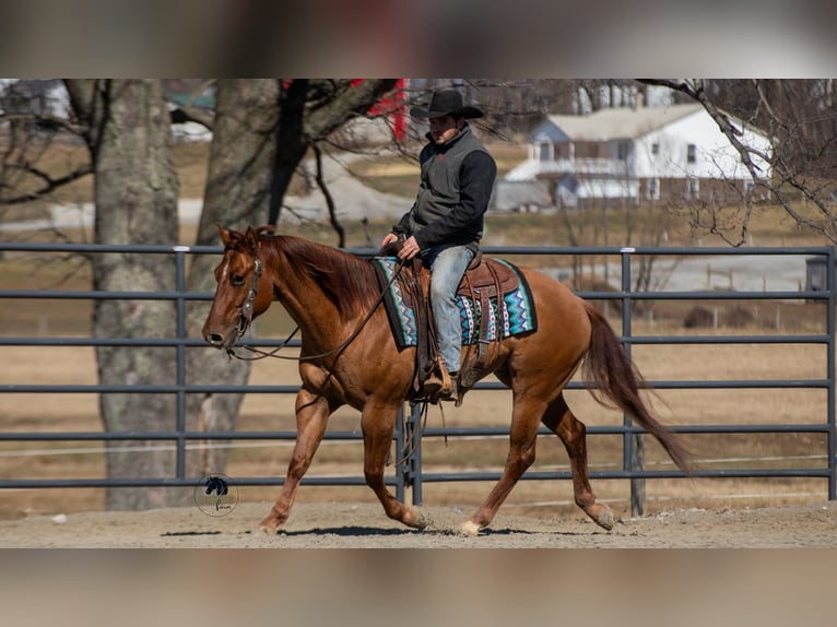 American Quarter Horse Wallach 5 Jahre 150 cm Red Dun in Fredericksburg