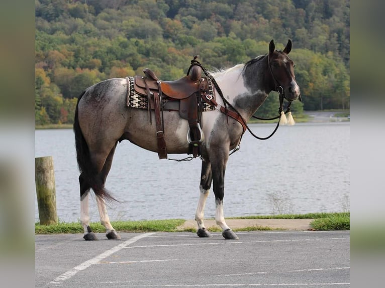 American Quarter Horse Mix Wallach 5 Jahre 150 cm Roan-Bay in Rebersburg, PA