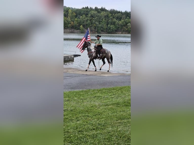 American Quarter Horse Mix Wallach 5 Jahre 150 cm Roan-Bay in Rebersburg, PA