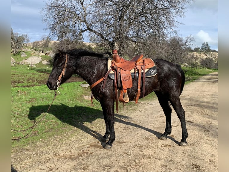 American Quarter Horse Wallach 5 Jahre 150 cm Roan-Blue in Fresno CA