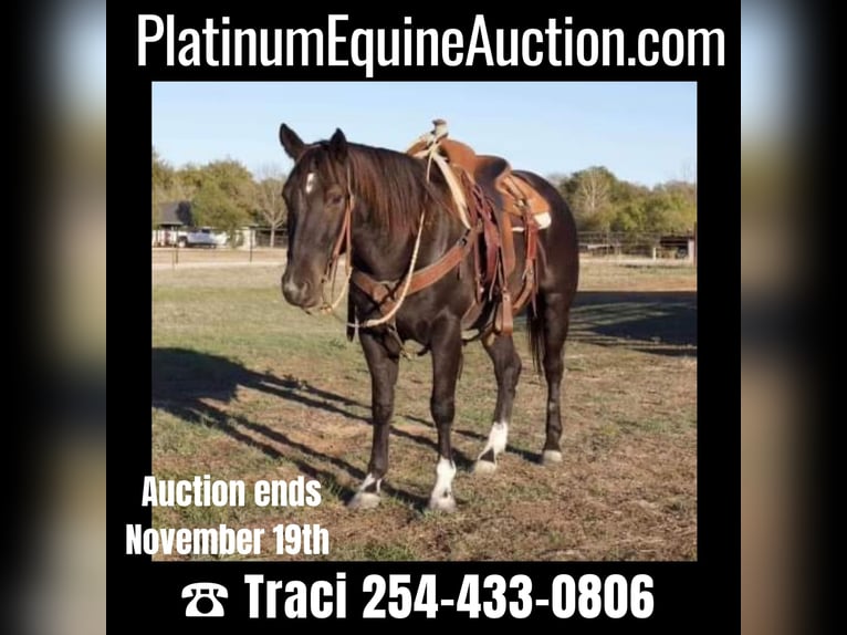 American Quarter Horse Wallach 5 Jahre 150 cm Roan-Blue in Weatherford TX