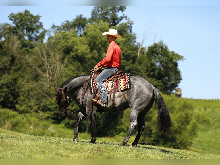 American Quarter Horse Wallach 5 Jahre 150 cm Roan-Blue in Millersburg