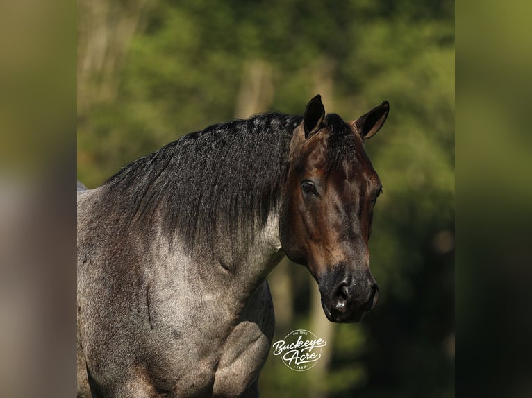 American Quarter Horse Wallach 5 Jahre 150 cm Roan-Blue in Millersburg