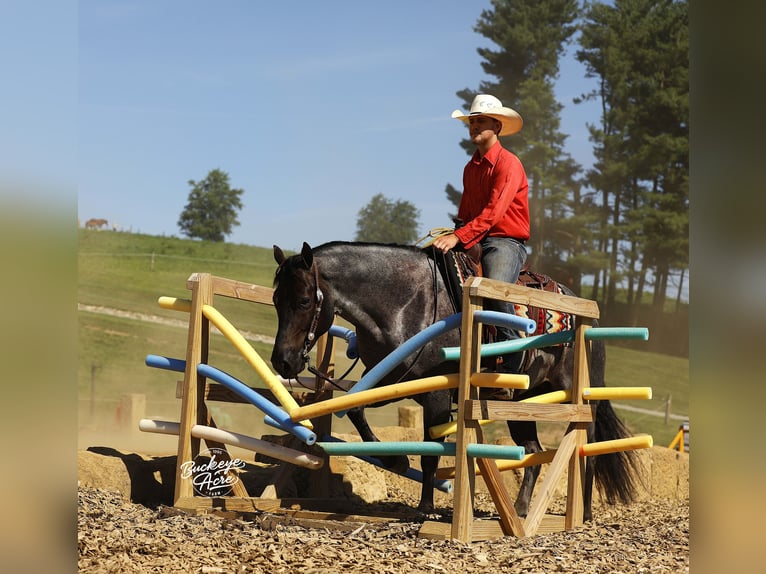 American Quarter Horse Wallach 5 Jahre 150 cm Roan-Blue in Millersburg