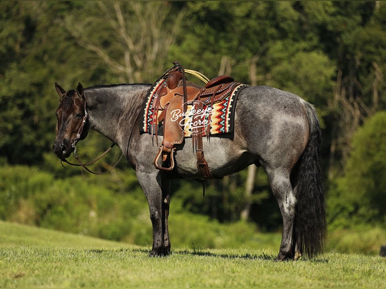 American Quarter Horse Wallach 5 Jahre 150 cm Roan-Blue in Millersburg