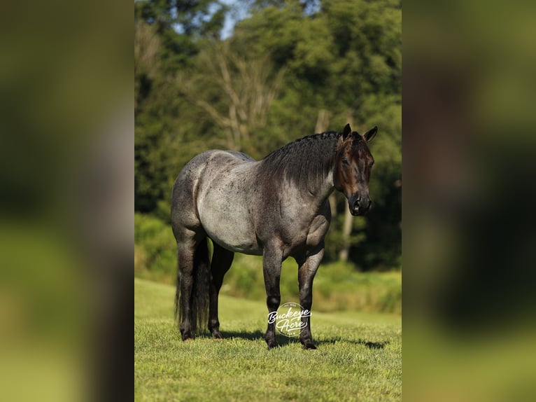 American Quarter Horse Wallach 5 Jahre 150 cm Roan-Blue in Millersburg