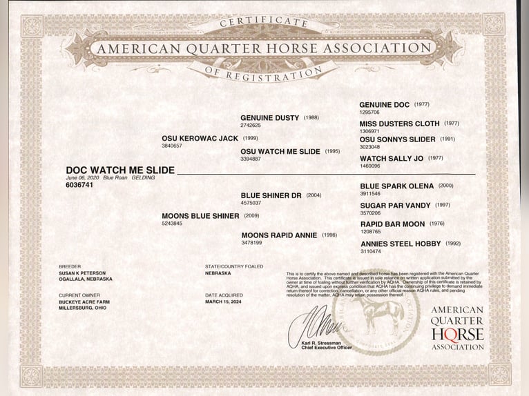 American Quarter Horse Wallach 5 Jahre 150 cm Roan-Blue in Millersburg