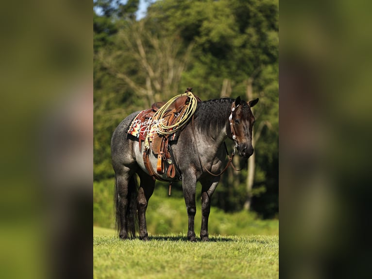 American Quarter Horse Wallach 5 Jahre 150 cm Roan-Blue in Millersburg