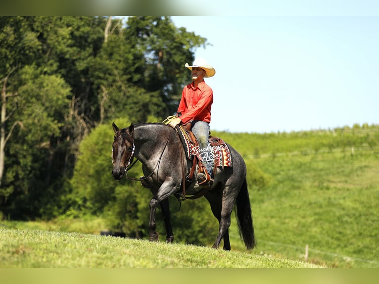 American Quarter Horse Wallach 5 Jahre 150 cm Roan-Blue in Millersburg