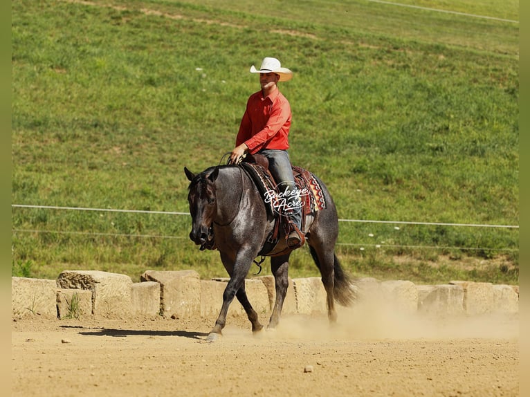 American Quarter Horse Wallach 5 Jahre 150 cm Roan-Blue in Millersburg