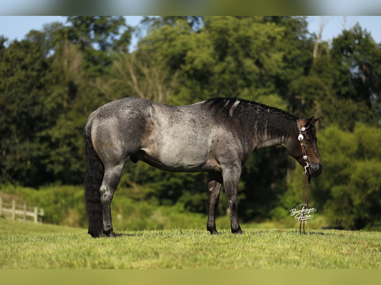 American Quarter Horse Wallach 5 Jahre 150 cm Roan-Blue in Millersburg
