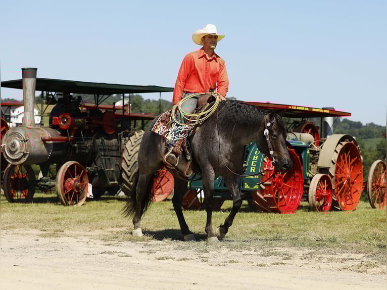 American Quarter Horse Wallach 5 Jahre 150 cm Roan-Blue in Millersburg