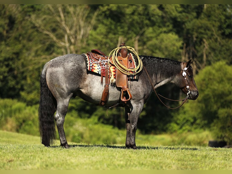 American Quarter Horse Wallach 5 Jahre 150 cm Roan-Blue in Millersburg