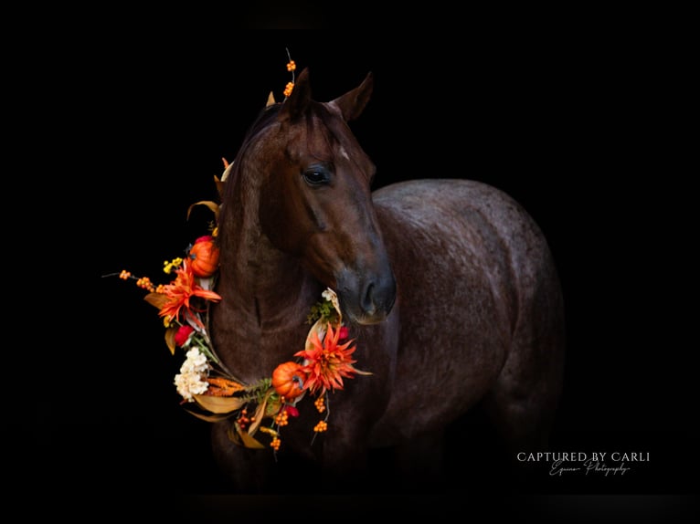 American Quarter Horse Wallach 5 Jahre 150 cm Roan-Red in Lewistown
