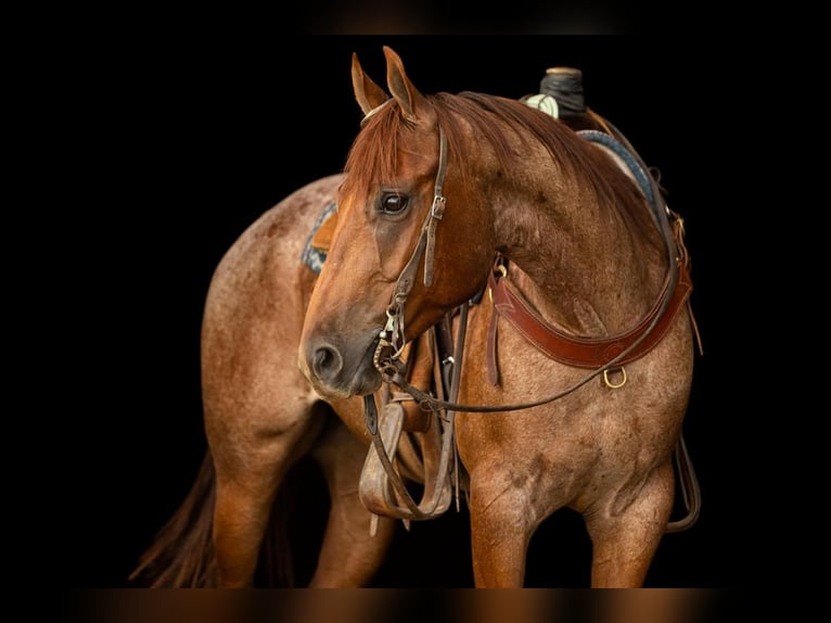American Quarter Horse Wallach 5 Jahre 150 cm Roan-Red in Decorah, IA