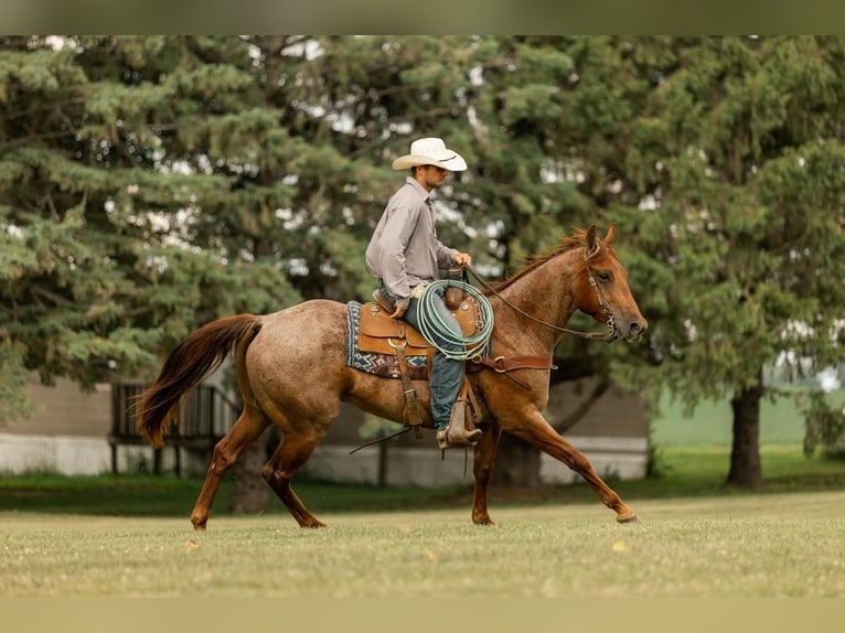 American Quarter Horse Wallach 5 Jahre 150 cm Roan-Red in Decorah, IA