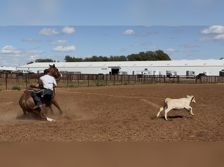 American Quarter Horse Wallach 5 Jahre 150 cm Roan-Red in Morrilton