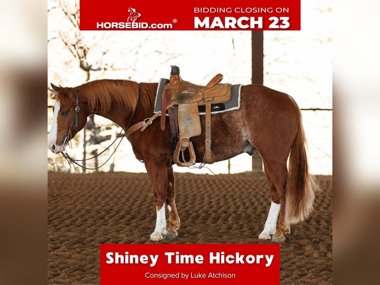 American Quarter Horse Wallach 5 Jahre 150 cm Roan-Red in Morrilton