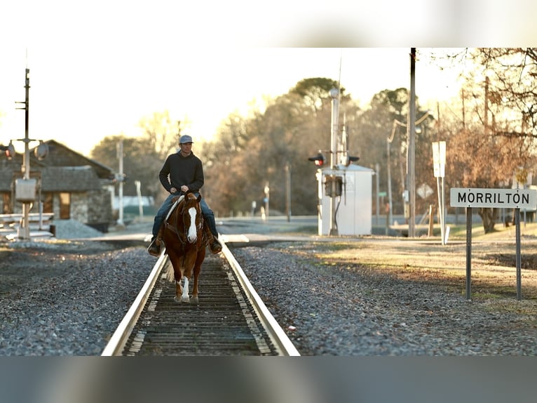 American Quarter Horse Wallach 5 Jahre 150 cm Roan-Red in Morrilton