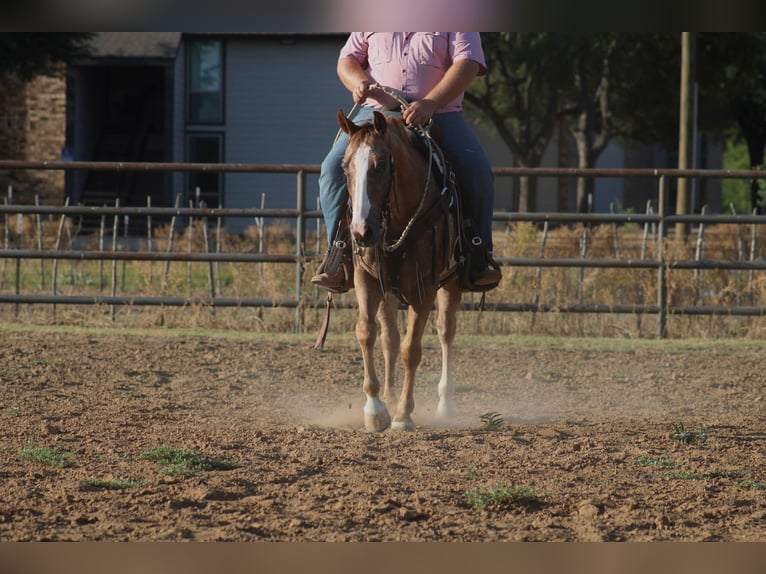 American Quarter Horse Wallach 5 Jahre 150 cm Roan-Red in Breckenridge, TX