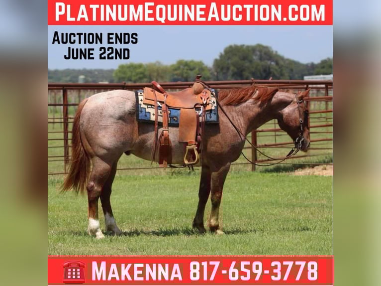 American Quarter Horse Wallach 5 Jahre 150 cm Roan-Red in Lipan TX