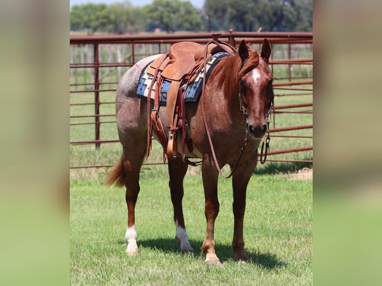 American Quarter Horse Wallach 5 Jahre 150 cm Roan-Red in Lipan TX