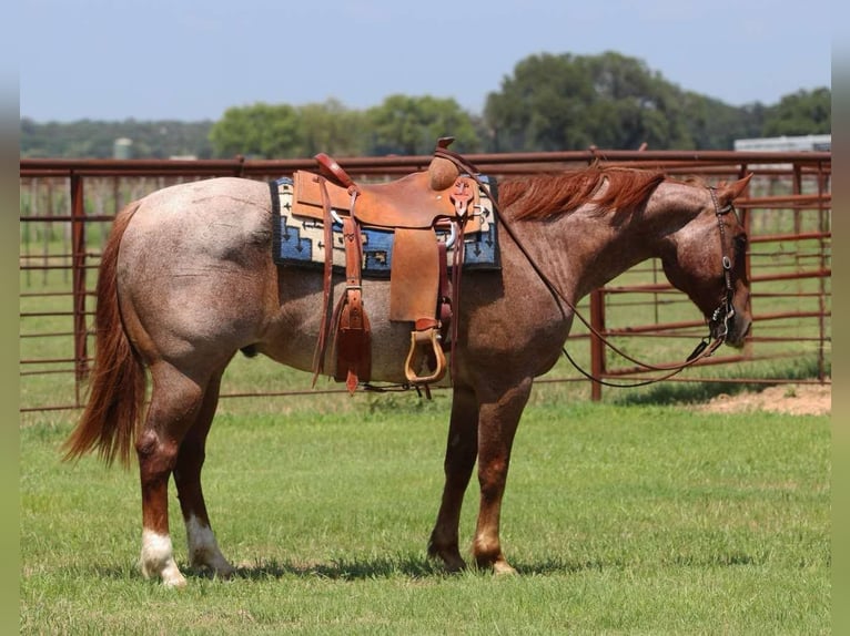 American Quarter Horse Wallach 5 Jahre 150 cm Roan-Red in Lipan TX
