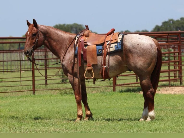 American Quarter Horse Wallach 5 Jahre 150 cm Roan-Red in Lipan TX