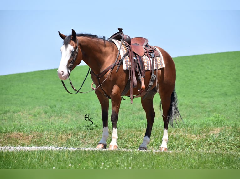 American Quarter Horse Wallach 5 Jahre 150 cm Rotbrauner in Baltic