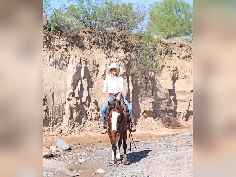 American Quarter Horse Wallach 5 Jahre 150 cm Rotbrauner in Cave Creek