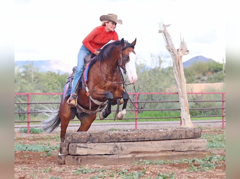 American Quarter Horse Wallach 5 Jahre 150 cm Rotbrauner in Cave Creek