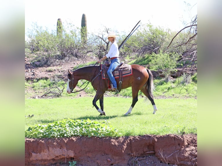 American Quarter Horse Wallach 5 Jahre 150 cm Rotbrauner in Cave Creek