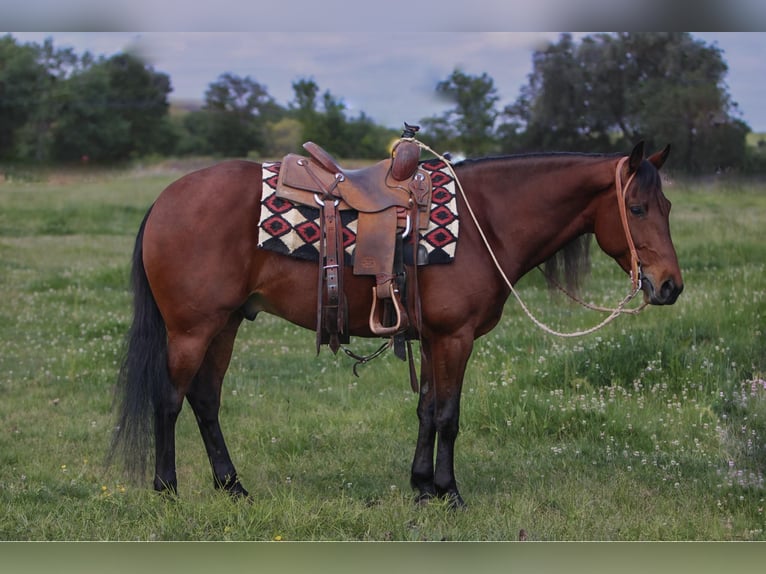 American Quarter Horse Wallach 5 Jahre 150 cm Rotbrauner in Waterford