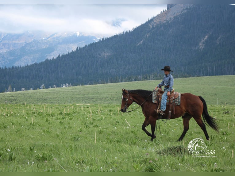 American Quarter Horse Wallach 5 Jahre 150 cm Rotbrauner in Cody