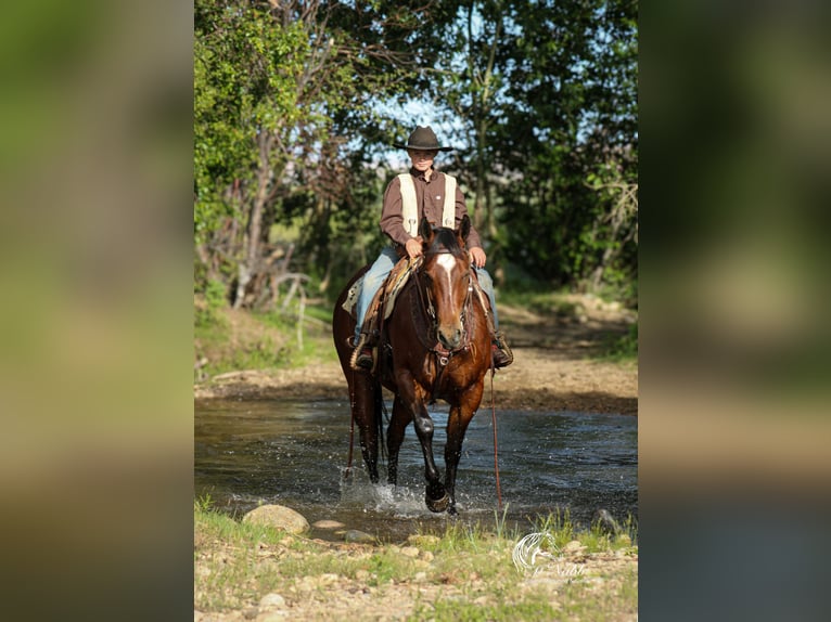 American Quarter Horse Wallach 5 Jahre 150 cm Rotbrauner in Cody